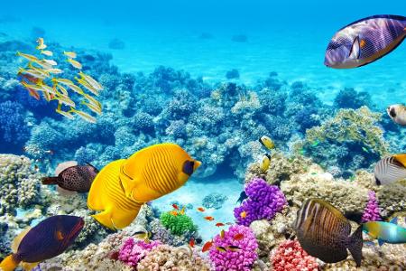Zum Schutz ihrer Korallenriffe verweigern die thailändischen Inseln Tachai, Koh Khai Nok, Koh Khai Nui und Koh Khai Nai Tour...