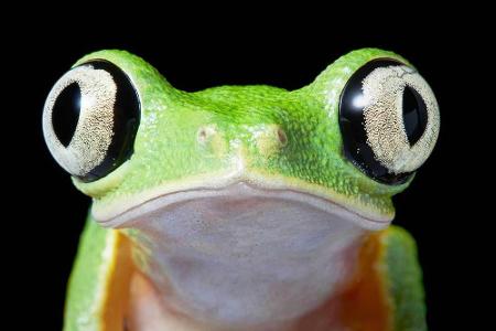 Der Lemurlaubfrosch lebt in Costa Rica, Panama, Kolumbien. Status: Vom Aussterben bedroht.