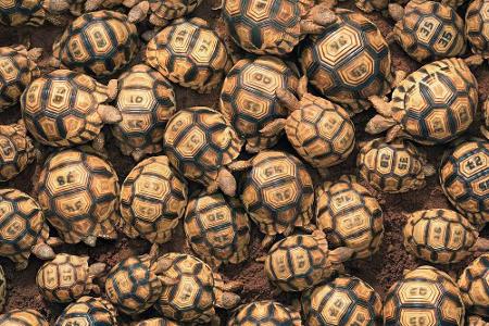 Die Madagassische Schnabelbrustschildkröte ist ebenfalls vom Aussterben bedroht und ist in Tim Flachs Buch zu sehen.