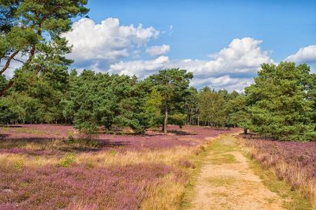 Zurücklehnen, entspannen und die Natur genießen heißt es in der Lüneburger Heide. Neben einer einzigartigen Landschaft biete...