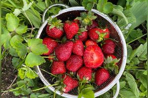 Sommer ist Erdbeerzeit: So bleiben die roten Früchte lange frisch