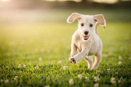 Hund beim Spielen und Toben