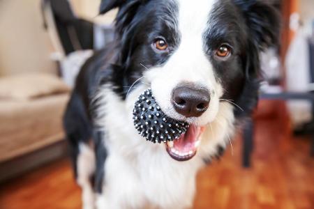 Hund mit Spielzeug