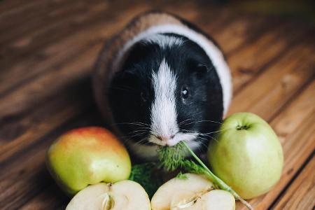 Meerschweinchen mit Äpfeln