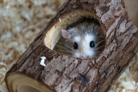 Hamster im Versteck