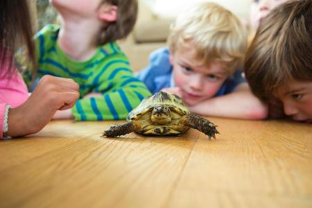 Kinder mit Schildkröte