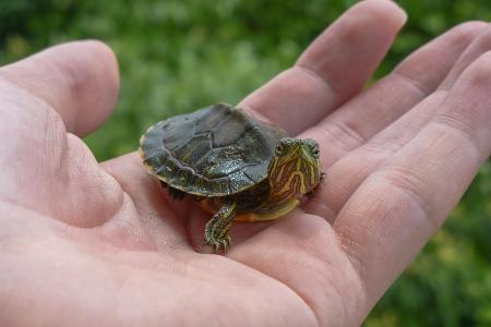 Schildkröte auf der Hand