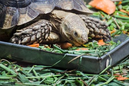 Schildkröte Futter