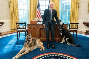 Joe Bidens Hund Major hat wieder zugeschnappt