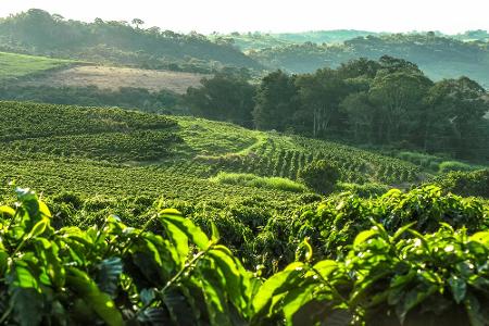 Brasilien ist der größte Kaffeeexporteur. Nirgendwo wird so viel Kaffee produziert wie im größten Land Südamerikas. Fast 400...