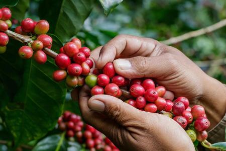 Die Kaffeebohne ist eine Frucht - beziehungsweise ihr Samen. Die rote Kaffeefrucht wächst an Bäumen, die bis zu zehn Meter g...