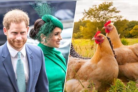 Prinz Harry und Herzogin Meghan haben nicht nur einen gemeinsamen Hund. Sie halten auf ihrem Anwesen in Los Angeles auch Hüh... Prinz Harry und Herzogin Meghan haben nicht nur einen gemeinsamen Hund. Sie halten auf ihrem Anwesen in Los Angeles auch Hüh...