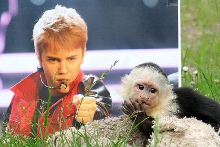 2013 sorgte Justin Bieber für Schlagzeilen, als er mit seinem Kapuzineraffen Mally nach München einreisen wollte. Da er die ...
