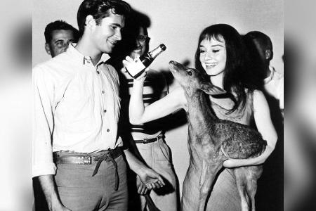Von Dreharbeiten mit ihrem damaligen Ehemann Mel Ferrer nahm die tierliebe Audrey Hepburn 1959 ein Rehkitz mit nach Hause, d...