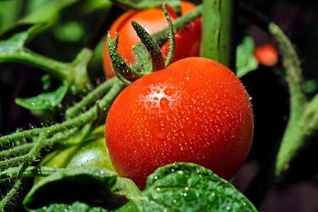 Tomaten Österreich