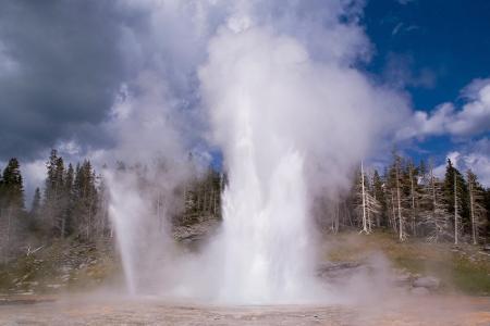 Um die 300 aktive Geysire befinden sich im Yellowstone-Nationalpark in den USA. Der größte davon, der Grand Geysir, bricht a...