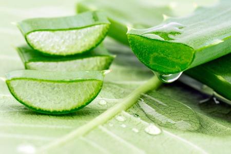 Aloe Vera ist die Wunderpflanze schlechthin. Die Flüssigkeit aus den dicken Blättern entspannt, kühlt und fördert die Heilun...