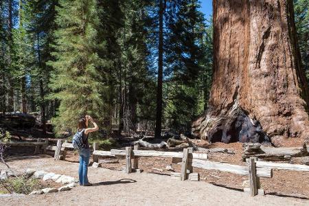 Kalifornien: Der Sequoia National Park in der Sierra Nevada ist berühmt für seine Riesenmammutbäume. Sie erreichen eine Höhe...