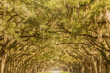 Georgia: Die Wormlsoe Plantation ist eine historische Stätte in der Nähe von Savannah. Die Park-Anlage wurde 1739 gegründet ...