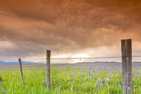 Idaho: Prärielilien wohin das Auge reicht. Von April bis Juni blüht die Sumpflandschaft in Camas County richtig auf. Auf ein...