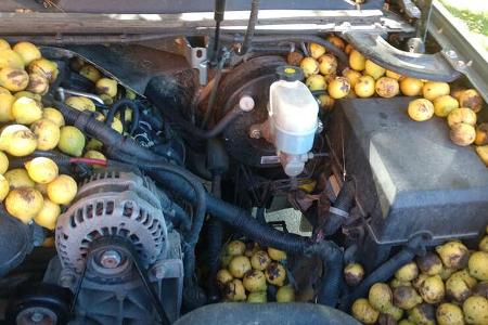 Eichhörnchen bunkert 75 Kilo Nüsse im Pick-up
