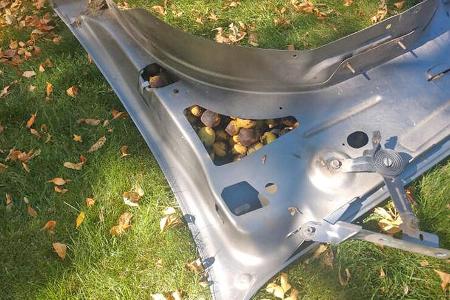Eichhörnchen bunkert 75 Kilo Nüsse im Pick-up
