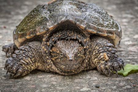 Skurrile Tiere Schildkröte