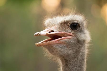 Skurrile Tiere Strauß