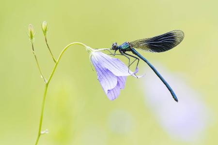 Skurrile Tiere Libelle