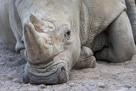 Skurrile Tiere Nashorn