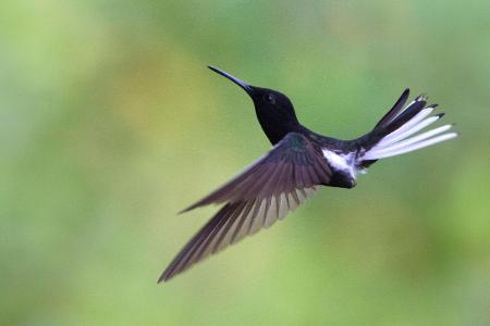 Skurrile Tiere Kolibri