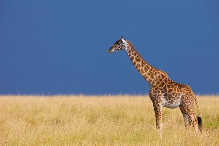 Skurrile Tiere Giraffe