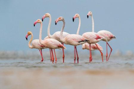 Skurrile Tiere Flamingo