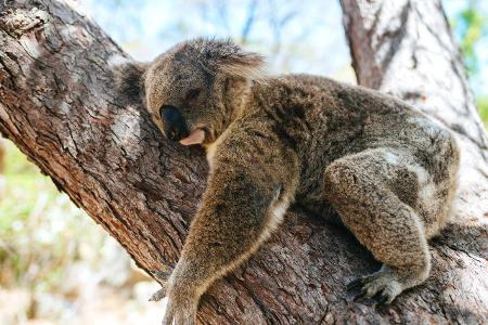 Skurrile Tiere Koala
