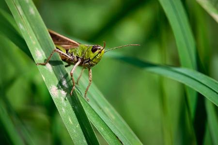 Skurrile Tiere Grashüpfer
