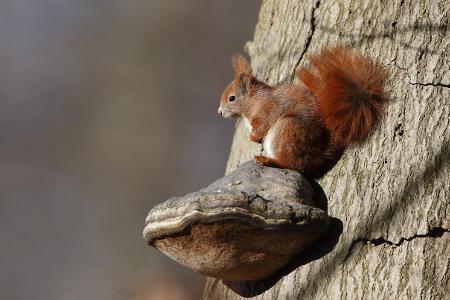 Skurrile Tiere Eichhörnchen