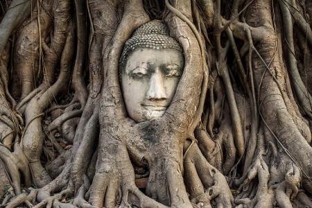 versunkene Weltstädte: Buddha im Feigenbaum im Geschichtspark Ayutthaya