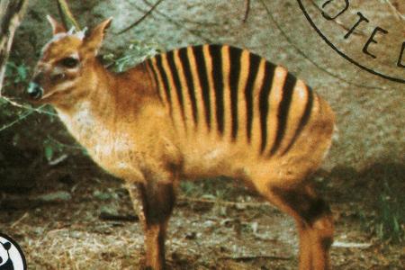 Wir machen einen Sprung nach Westafrika, wo eine kleine Waldantilope zu Hause ist. Der Zebraducker hat eine Verhaltensweise ...