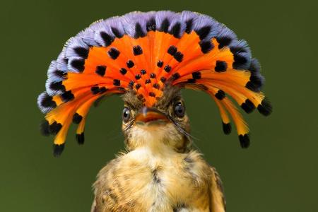 Der Kronentyrann beeindruckt durch seine bunte Haube, mit der er bei der Vogel-Damenwelt im Amazonas Eindruck schinden will....