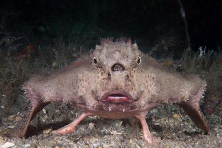 Apropos Wasser: Diese Fledermaus herrscht nicht in der Luft, sondern lebt im Meer. Die Seefledermäuse sind bodenbewohnende F...