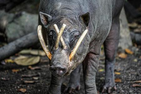 Einer mit ganz besonderen Hauern ist der Hirscheber. Er gehört zur Familie der Schweine. Das Babirusa lebt ausschließlich au...