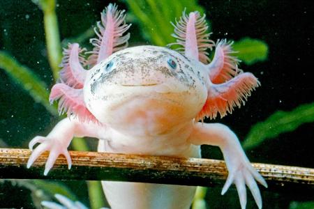 Jetzt wird's etwas unheimlich: Der Axolotl ist ein im Wasser lebender Lurch mit einer ungewöhnlichen und praktischen Eigensc...