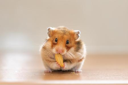 Hamster 2.jpg