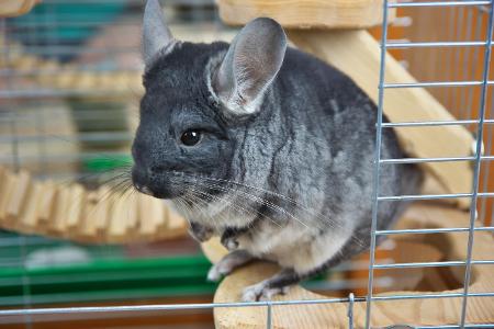 Chinchilla 2.jpg