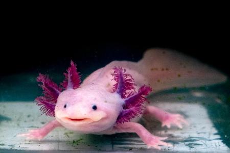 Axolotl 2.jpg