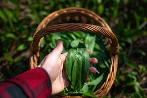 Bärlauch-Saison: Die wichtigsten Tipps zum Sammeln