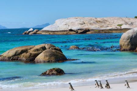 Das Wasser ist nicht nur das Element von Strandurlaubern, sondern auch von diesen Zeitgenossen: Brillenpinguine. Eine ganze ...