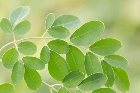 Superfood: Moringablätter.