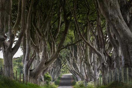 Eines der meistfotografierten Motive Irlands sind die Dark Hedges. Bei 