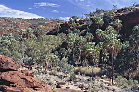 In Australien stoßen Touristen im Finke-Gorge-Nationalpark auf das Palm Valley. Nur an dieser Stelle wachsen Marienpalmen, d...